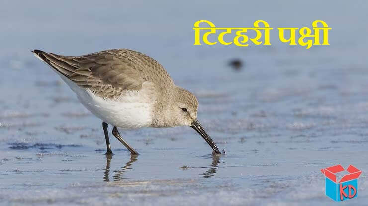Sandpiper Bird In Hindi