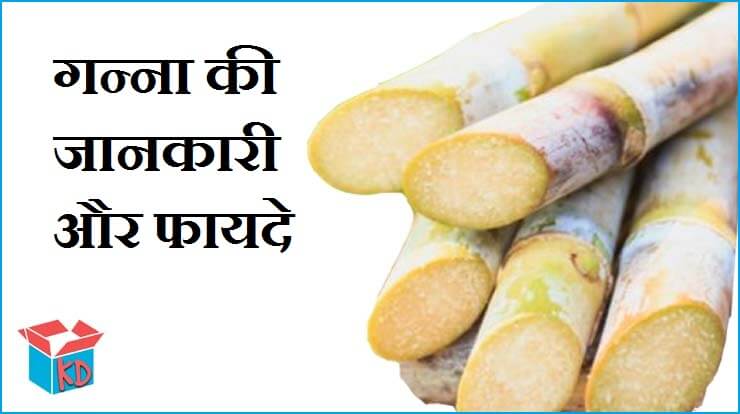 Information About Sugarcane In Hindi