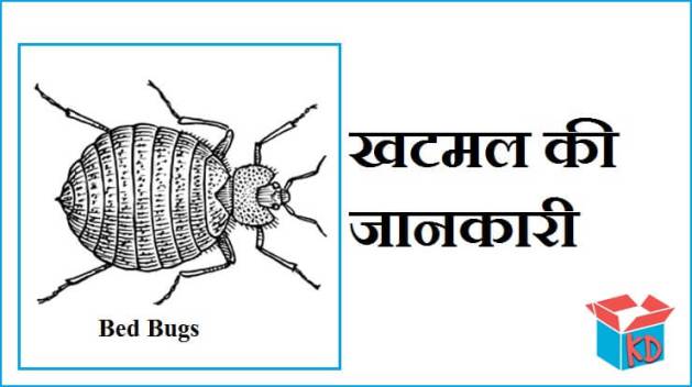 Bed Bugs In Hindi