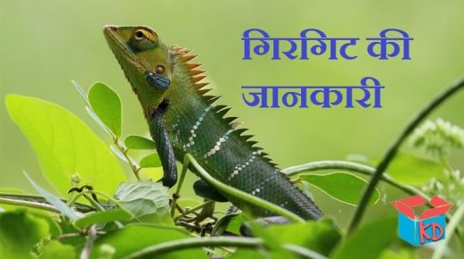 Chameleon In Hindi