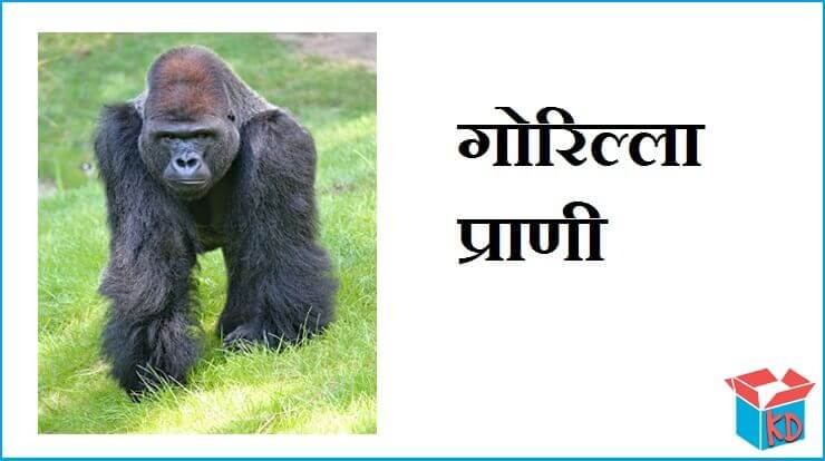 Gorilla Information In Hindi