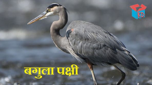 Heron Bird In Hindi