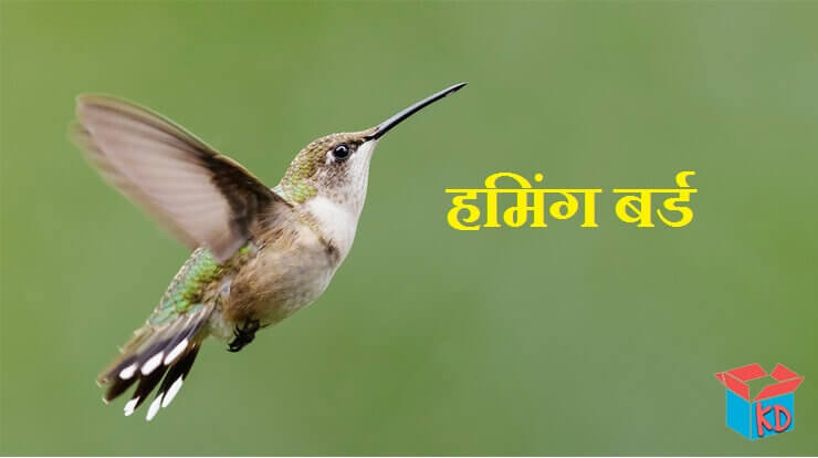 Information About Hummingbird In Hindi
