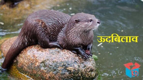 Otter (Udbilao) Animal In Hindi