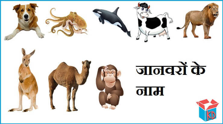 All Animals Name In Hindi And English