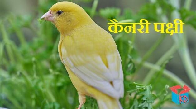 Canary Bird In Hindi