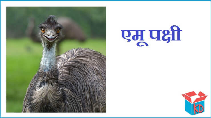 Emu Bird In Hindi