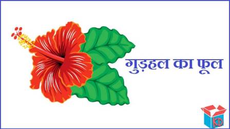 Hibiscus Flower Information In Hindi