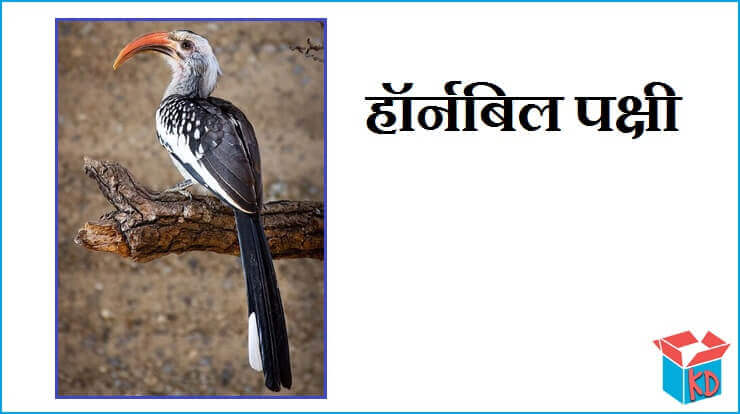Hornbill Bird In Hindi