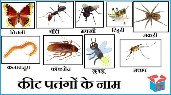 Insects Name In Hindi