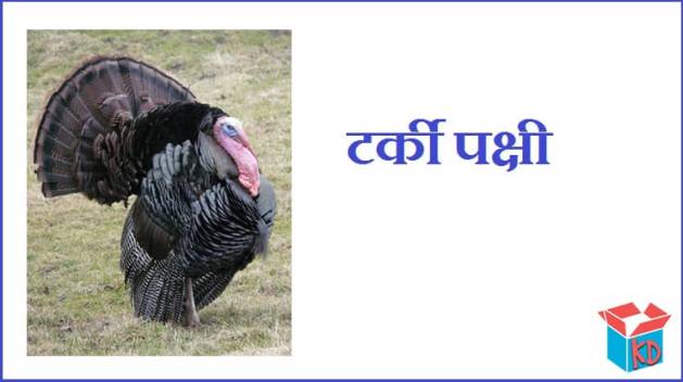 Turkey Bird In Hindi