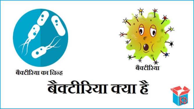 What Is Bacteria In Hindi