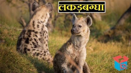 Hyena In Hindi