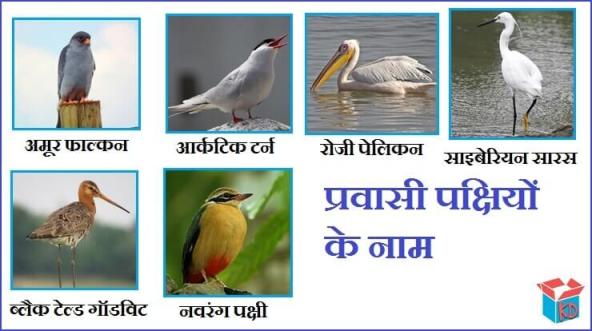 Name Of Migratory Birds In Hindi