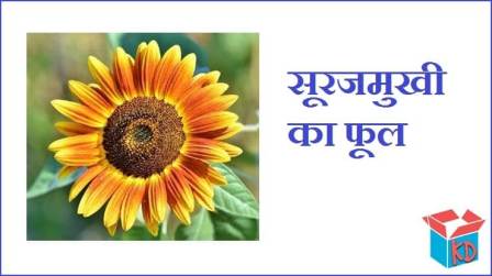 Sunflower In Hindi