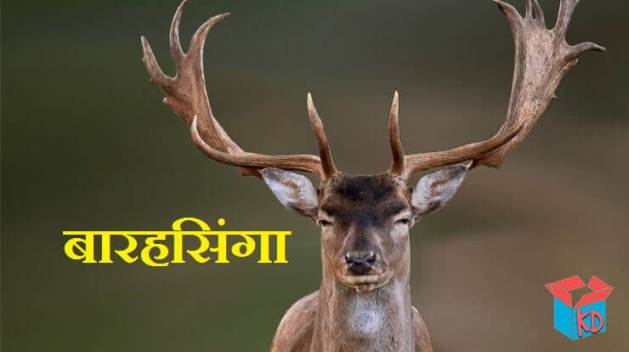 Swamp Deer In Hindi