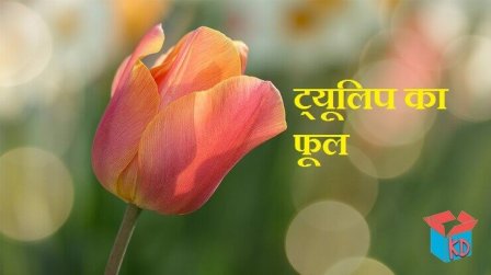 Tulip Flower Information In Hindi
