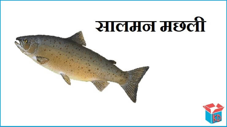 Salmon Fish In Hindi