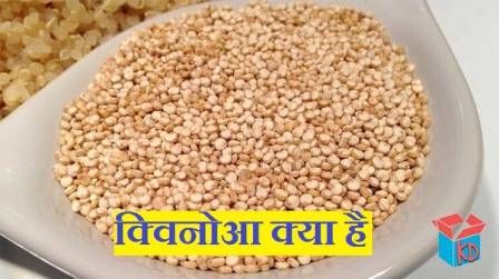 What Is Quinoa In Hindi