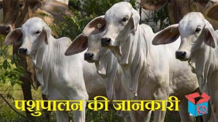 Animal Husbandry In Hindi