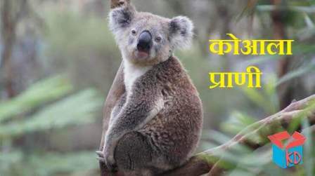 Koala Animal In Hindi