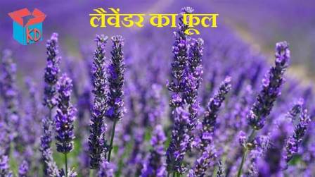 Lavender Flower In Hindi