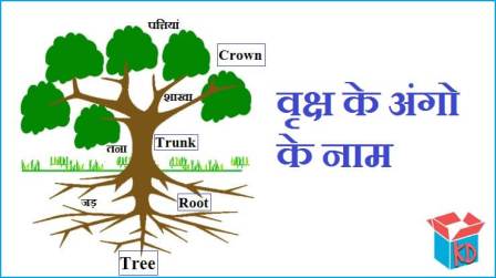 Parts Of Tree In Hindi