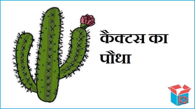 Cactus Plant In Hindi