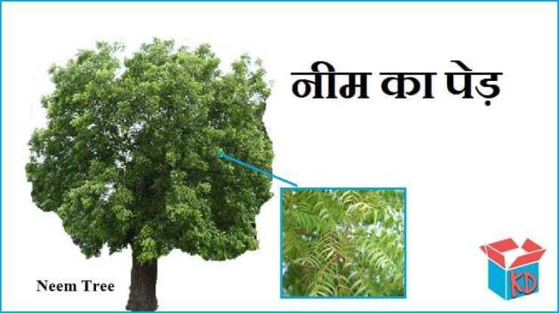 Neem Tree In Hindi