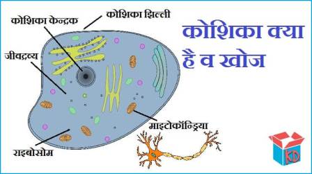 What Is Cell In Hindi