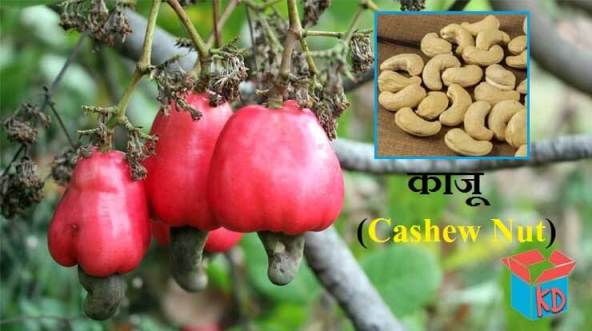 Cashew Nut In Hindi
