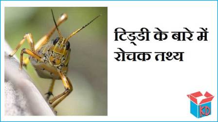 Locust Information In Hindi