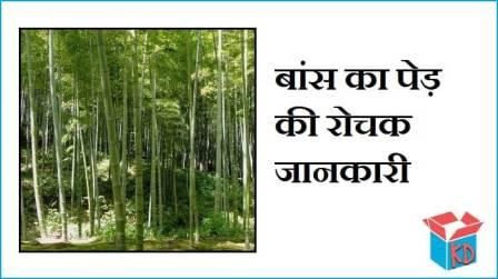 Information About Bamboo Tree In Hindi
