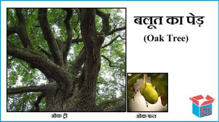 Information About Oak Tree In Hindi