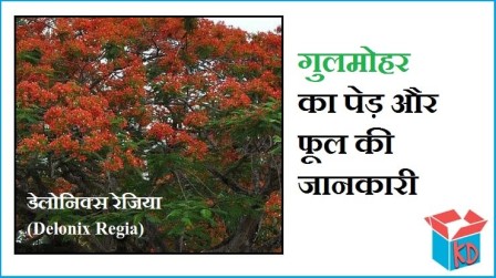Gulmohar Tree Information In Hindi