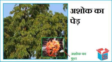 Information About Ashoka Tree In Hindi