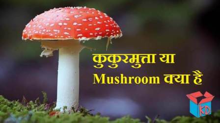 Information About Mushroom In Hindi