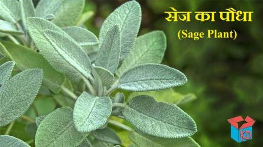 Sage Plant And Leaves In Hindi