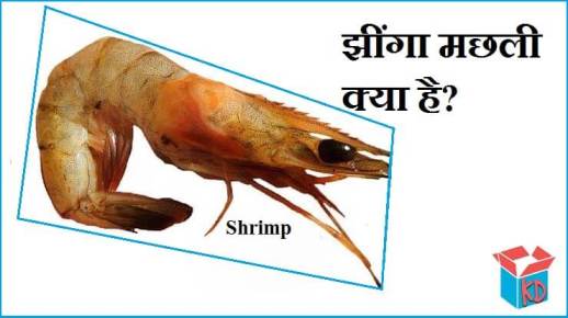 Shrimp Information In Hindi