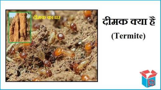 Termite Kya Hai In Hindi