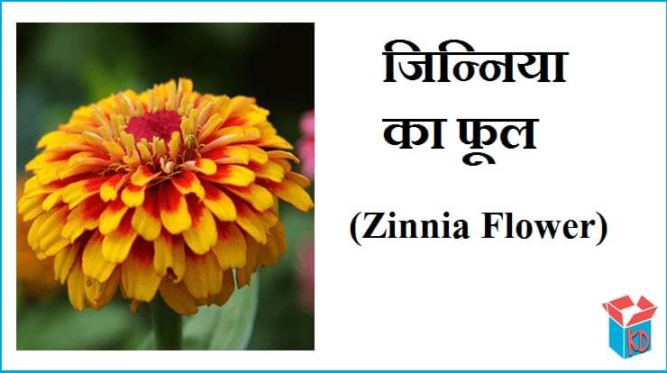 Zinnia Flower In Hindi Information