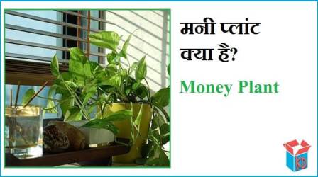 What Is Money Plant In Hindi