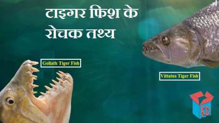Tiger Fish Facts In Hindi