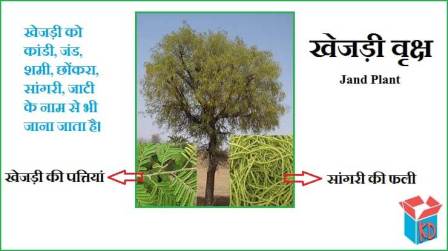 Khejri (Shami) Tree In Hindi