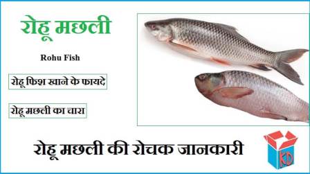 Rohu Fish Information In Hindi