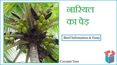 Coconut Tree Information In Hindi