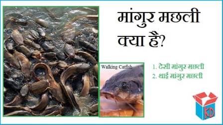 Magur Fish In Hindi