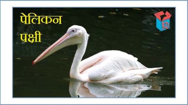 Pelican Bird Information In Hindi