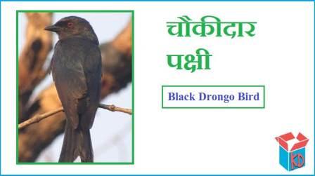 Black Drongo Bird Information Hindi