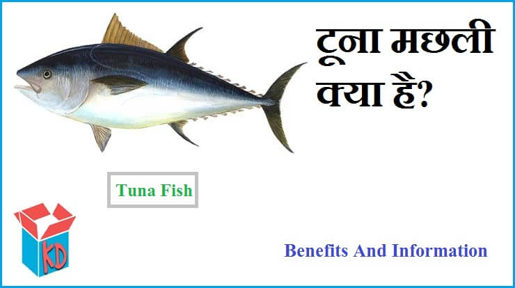 Tuna Fish In Hindi Information